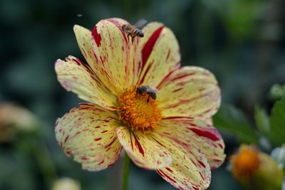 Close-up of insect pollinating flower