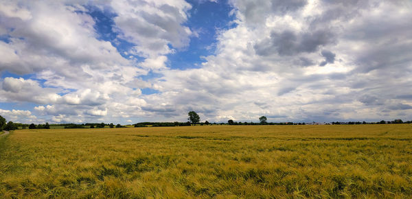 Scenic view of agricultural field against sky