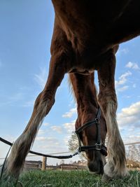 Horse in field against sky