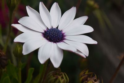 Close-up of white flower blooming outdoors