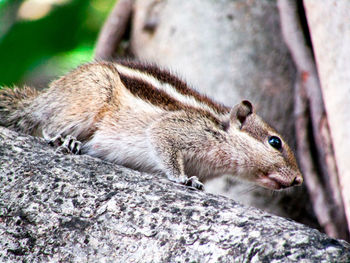 Squirrel on rock