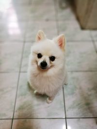 High angle portrait of dog