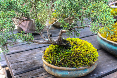 Close-up of potted plant