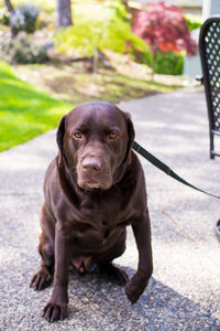 Portrait of black dog sitting outdoors