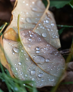 Close-up of raindrops on leaves