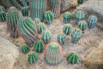 High angle view of cactus plant growing on field