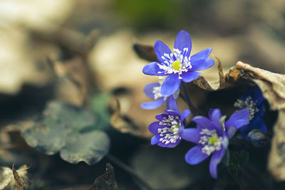 Blue anemone hepatica or hepatica nobilis, the common hepatica, liverwort, kidneywort, or pennywort