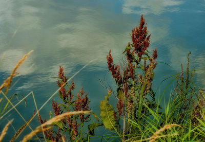 Close-up of plants against sea