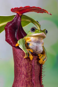 Close-up of insect on flower