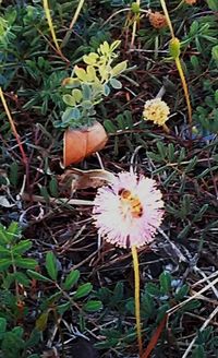 Close-up of flowers blooming in field