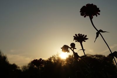 Close-up of silhouette flowers blooming on field against sky at sunset