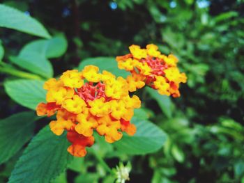 Close-up of yellow flowering plant in park