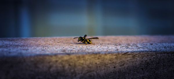 Close-up of insect