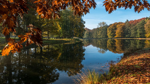 Scenic view of lake by trees during autumn