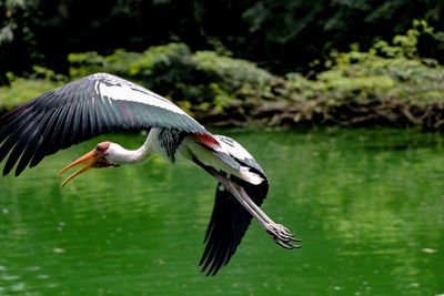 Bird flying over lake