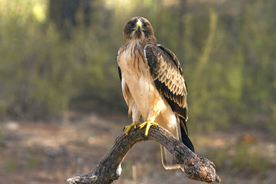 Bird perching on a branch