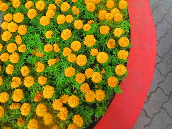 High angle view of fresh yellow flowers