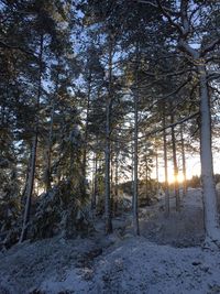 Sun shining through trees in forest