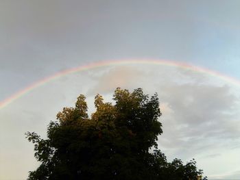 Low angle view of rainbow over trees