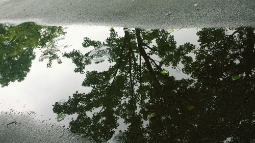 Low angle view of trees against sky