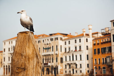 Low angle view of seagull perching on wood against sky