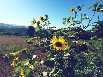 Yellow flowers blooming in field