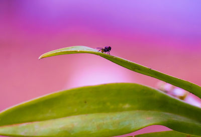 Close-up view of flies on leaves against purple background