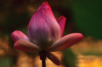 Close-up of pink lotus water lily