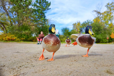 Pigeons on the beach