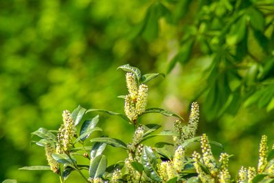 Close-up of a plant