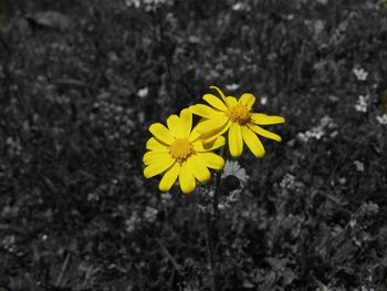 Yellow flower blooming outdoors