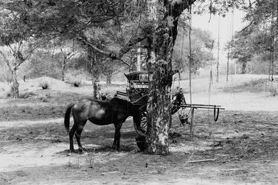 Horse standing in a field