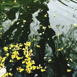 Close-up of leaves in water