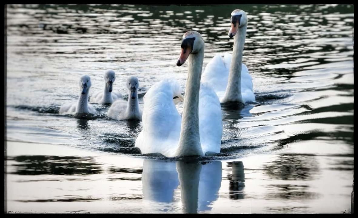 SWAN FLOATING IN LAKE