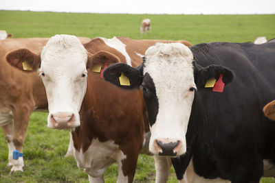 Portrait of cows on field