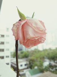 Close-up of pink rose blooming outdoors