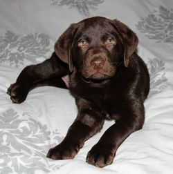 Portrait of puppy sitting on bed