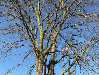 Low angle view of bare tree against clear blue sky
