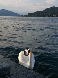 Swan swimming in lake