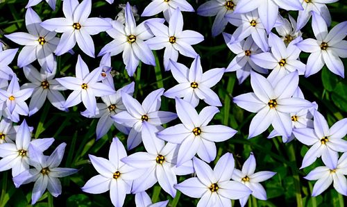 Close-up of white flowers blooming outdoors