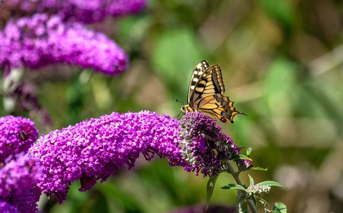 Close-up of butterfly pollinating on pink flower