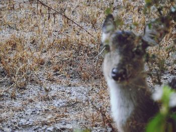 Close-up of rabbit on field