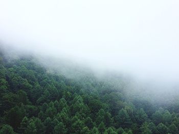 Trees in foggy weather