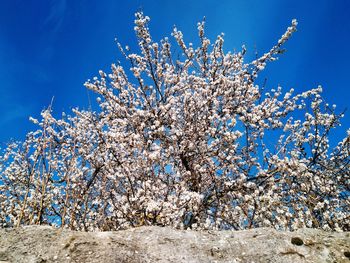 Low angle view of almond blossom tree against blue sky