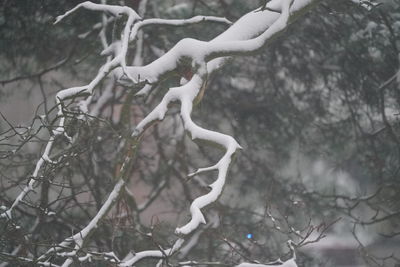 Close-up of bare tree during winter