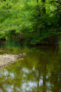 Reflection of trees in water