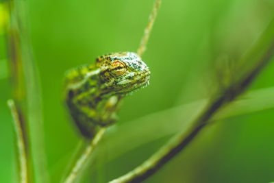 Close-up of chameleon on branch