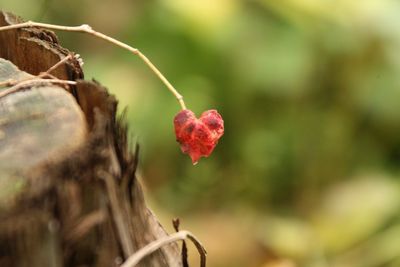 Close-up of plant against blurred background