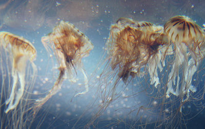 Close-up of jellyfish swimming in sea