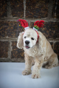 Portrait of dog against wall